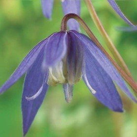 Clematis alpina Clematis alpina