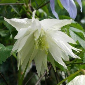 Clematis atragene "Albina Plena" Clematis atragene "Albina Plena"