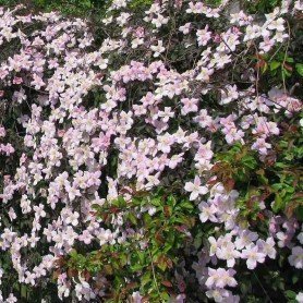 Clematis montana Mayleen Clematis montana Mayleen