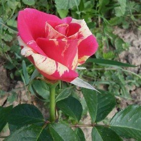 Rosal trepador Candy Land Rosal trepador Candy Land