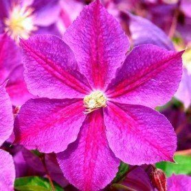 Clematis Star of India Clematis Star of India