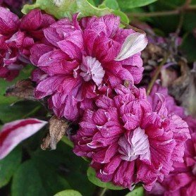 Clematis Purpurea Plena Elegans Clematis Purpurea Plena Elegans