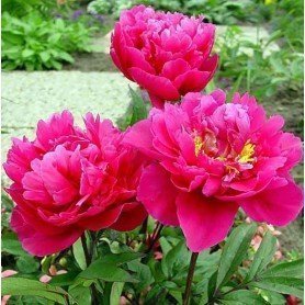 Peonia lactiflora Karl Rosenfield Peonia lactiflora Karl Rosenfield