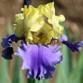 Iris germánica Edith Wolford Iris Germanica Edith Wolford