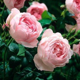 Rosa Scepter de Isla Rosa Scepter d Isla