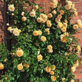 Rosa Crown Princess Margareta T Rosa Crown Princess Margareta T