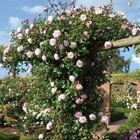 Rosa The Generous garden Rosa The Generous garden