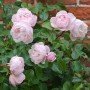Rosa The Generous garden