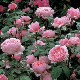 Rosa Brother cadfael Rosa Brother cadfael