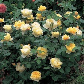 Rosa Charles Darwin Rosa Charles darwin