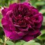 Rosa Darcey bussell