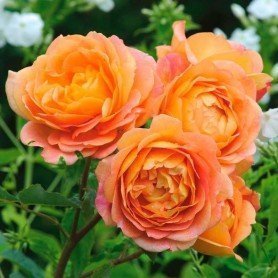 Rosa Lady of Shalott Rosa Lady of Shalott
