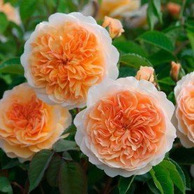 Rosa Port sunlight Rosa Port sunlight