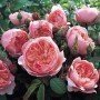 Rosa The Alnwick rose