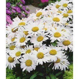 Margarita gigante blanca 0,8 g Margarita gigante blanca