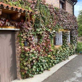 Parra Virgen, Parthenocissus veitchii Parra Virgen, Parthenocissus veitchii