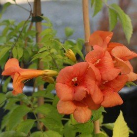 Bignonia × tagliabuana Madam Galen Bignonia × tagliabuana Madam Galen