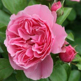 Rosa Leonardo da vinci Rosa Leonardo da vinci