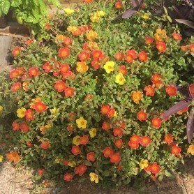 Portulaca grandiflora simple Portulaca grandiflora simple