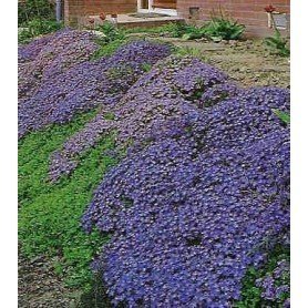 Aubrieta azul Aubrieta azul