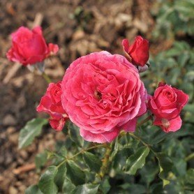 Rosa Dolce ® Rosa Dolce ®