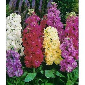 Aleli de invierno de Niza 0,5 g Aleli de invierno de Niza