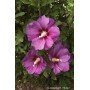 Hibiscus syriacus russian violet (R)