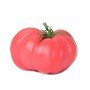 Plantero Tomate hibrido injertado