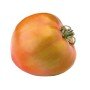 Plantero tomate hibrido bond
