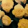 Begonia Non-stop Yellow