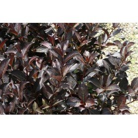 Weigelia florida alexandra 3L Weigelia florida alexandra 3L