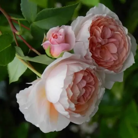 Rosa William Morris