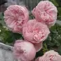 Rosa Giardina