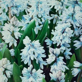 Puschkinia libanotica 25 ud Puschkinia libanotica 20 ud