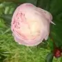 Peonia lactiflora Shirley Temple