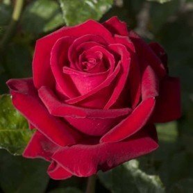 Rosa Ingrid Bergman Rosa Ingrid Bergman