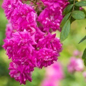 Rosa Super Excelsa Rosa Super Excelsa
