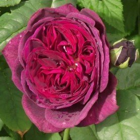Rosa Astrid Grafin Von Hardenberg Rosa Astrid Grafin Von Hardenberg