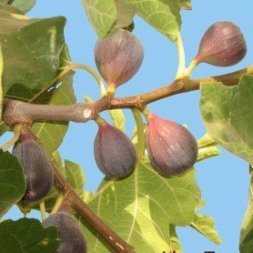 Higuera Colar Higuera Colar