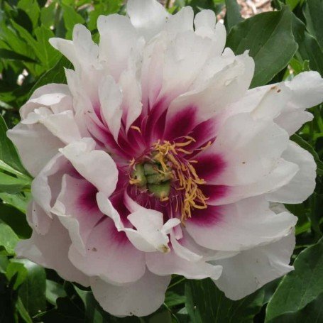 Peonia Coral Louise