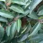 Prunus lusitania Myrtifolia