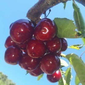 Cerezo Stark Hardy Giant rd Cerezo Stark Hardy Giant rd