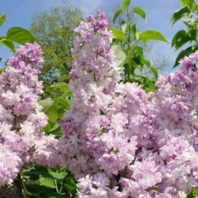 Lilo, Syringa v. Rose de Moscou Lilo, Syringa v. Rose de Moscou