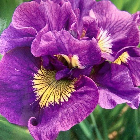 Iris siberica Double Standar