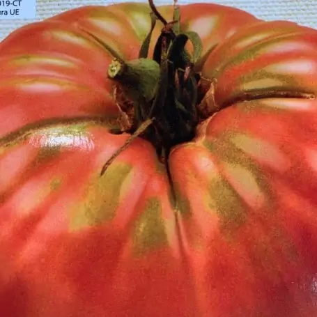 Semillas ecológicas tomate tres cantos