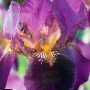 Iris germánica Senlac