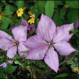 Clematis Margaret Hunt Clematis Margaret Hunt