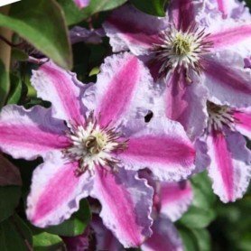 Clematis Tudor Clematis Tudor