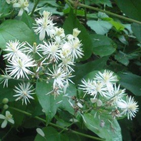 Clematis Vitalba Clematis Vitalba