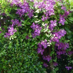 Clematis Polish Spirit Clematis Polish Spirit